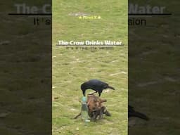 The Crow Drinks Water #shorts