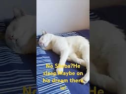 No Sheba #catlover #viralvideo #trending