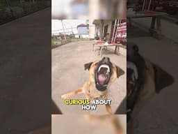 How do you like the reaction of this stray dog? 😂🐕 #shorts #animals
