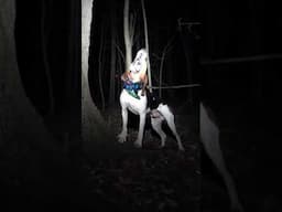 ‼️🚨🔊CAN YOU HEAR HIM?!🔊🚨‼️ #shorts #short #shortvideo #shortsvideo #trending #viral