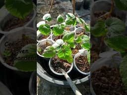 Morning in the garden | Growing vegetables #vegetablegarden #viralshort #gardening #garden #garden