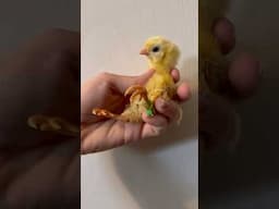 Correcting Curled Toes on a Chick | 1-Minute How To