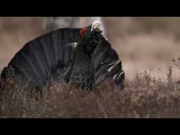 Capercaillie Clash: A Fight for Mating Rights (4K Documentary)