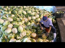 Traditional Preserve Cabbage, Dried Cabbage Mass Production - Taiwanese Cabbage Dishes 製作傳統高麗菜乾,台灣美食