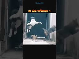 Cat vs Rabbit - Lightning Reflexes, Epic Turns!🐱🐇⚡#shorts #animals #ytshorts #shortvideo #shortsfeed