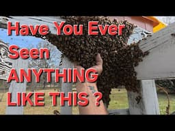 Can I Catch  20,000 BEES  By Doing This One Thing ?