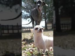 Tallest and Shortest dogs meet #shorts