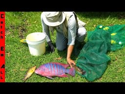 We CREATED a NEW SPECIES by Accidentally MIXING FISH GENETICS!