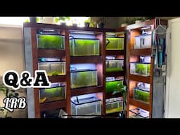 Q&A LRB Aquatics - Never Enough Aquariums is live! Freshwater Aquarium Keeping