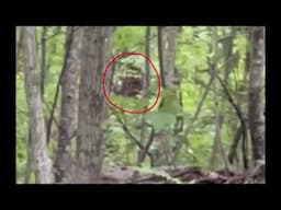 Georgia Bigfoot Like Creature Caught on Video by Late Evening Hiker