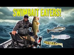 The wind blew and they were CHEWING the swimbait!