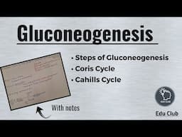 Gluconeogenesis | Cori cycle | Cahill cycle || Carbohydrate metabolism || Biochemistry