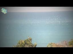 Breaking Sardine News from Kevin at Qora Mout