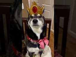 It’s Yusuke’s Birthday!!  #Shiba #dogs #ShibaInu #japan