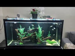 My 90 gal Cichlid tank