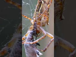 Orb-weaver Spider Lunch