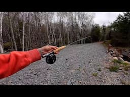 Fly Fishing and Foraging for Chaga Mushrooms In The Forest With Camper Van