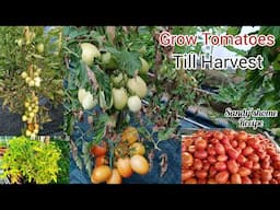 How To Plant, Grow and Harvest Tomatoes/Plant Tomatoes Till Harvest.