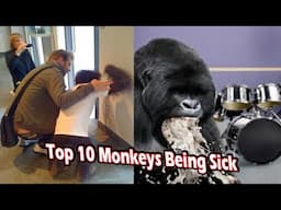Top 10 Monkeys Being Sick
