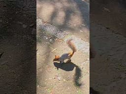 They Didn’t Want Food… They Wanted ME! 😳 #CDMX #Dontfeedthesquirrels