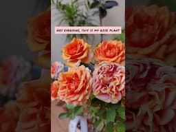 Rose Care in Summer!! गर्मियों में ऐसे करें गुलाब की देखभाल.