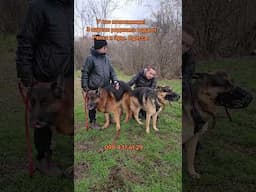 Одесса! 098-437-61-29. Родились щенки немецкой овчарки от Рекса и Эры.