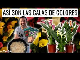 CONSIGUE CALAS DE CIENTOS DE COLORES: cómo cultivar flores cala mini o calas de verano || en20metros