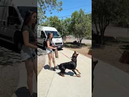 Come with me to take my dogs to training😈 #belgianmalinois #doberman #dogtraining