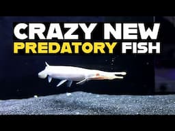 NEW RARE FISH | AMAZING COLOUR MORPH'S