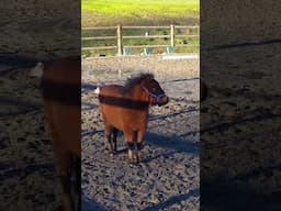 Miniature horse fluff ball