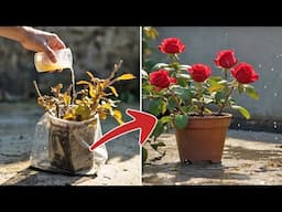 Just pour it under the rose bushes, and the roses will bloom overnight!