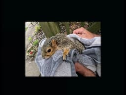 My Squirrel Has Fleas