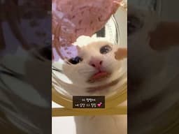 캔따개가 죽고 못사는 소리 ㅋㅋㅋㅋ