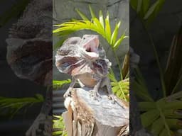 I Love Frilled Dragons! #frillednecklizard #frilledlizard #frilleddragon #lizard #reptiles #fyp