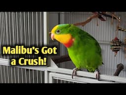 A Chatty Morning with My Superb Parrot Malibu!
