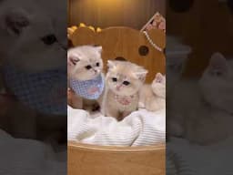 3 adorable kittens I visited at my friend's house