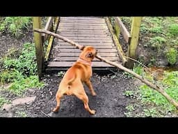 My Dog Thinks Through Problems Better Than I Do 😂 Funniest Dogs video 2025