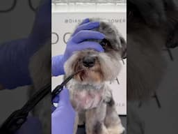 Dog Grooming Tip #dogs #doggroominglife #doggroomingtips