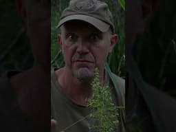 Natures Harvest: Spiny -Headed Mat Rush (Lomandra longofolia). - Bushcraft Survival Australia