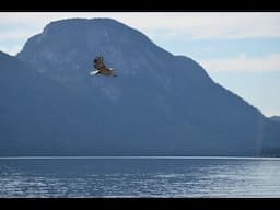 Free Yourself From Negative Feelings And Your Life Will Soar
