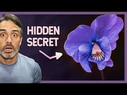 What You Don't Know about Wild Violets will SHOCK You!