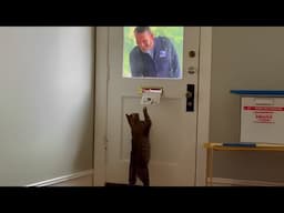 When Your Cats Offer Unusual Greetings To The Mailman 🤣💜 Funny Cat and Human