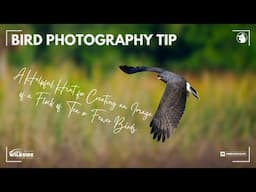 Bird Photography Compositional Tip