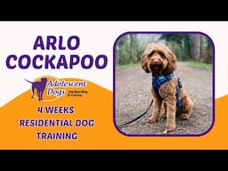 Arlo the Cockapoo | 4 Weeks Residential Dog Training