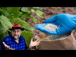 Do You Need to Fertilize? Gardens, Containers, Raised beds, Houseplants and Lawns.