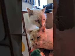 brotherly love 🥹❤️ #rescuecats #brotherfromanother #healing