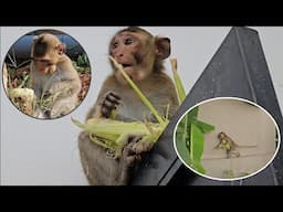 Nahu monkey steals corn from the garden to eat
