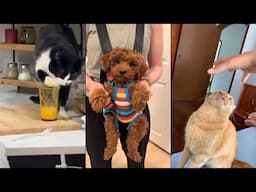 Funniest Animals 😄 New Funny Cats and Dogs Videos 😹🐶 - #13