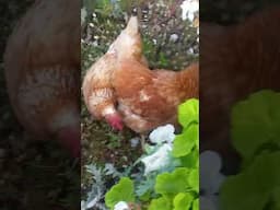 La Palma Finca BiJo  - Hühner sind auch Jäger