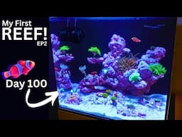 Nano REEF Tank 100 Days later! Adding Corals, Clown Fish and Anemone! | EP2